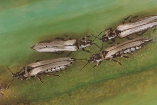 Onion Thrips